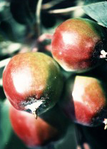 Saudi Arabia Bans the Import and Selling of Calyx