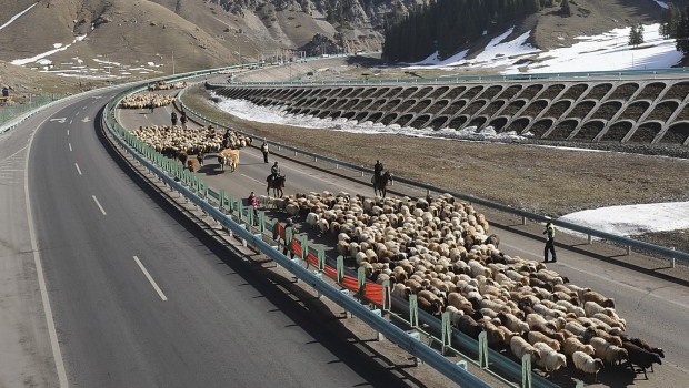 Shepherds lead flocks of sheep and cattle in the Xinjiang Uighur autonomous region, March 24, 2013. REUTERS/China Daily