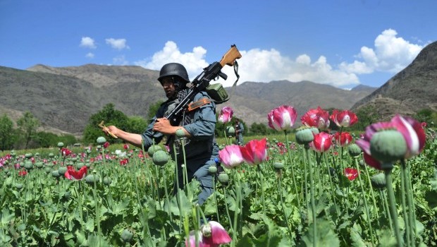 An Afghan security force member destroys poppy fields in the Noor Gal district of eastern Kunar province on April 13, 2013. Source: AFP Photo/Noorullah Shirzada
