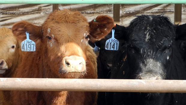 File photo of cattle. Australia has banned lived cattle exports to Egypt over animal cruelty concerns. (AFP PHOTO/Juliette MICHEL)