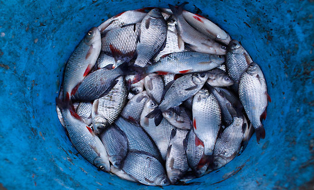 File photo of freshly caught fish in a bucket awaiting export. (Reuters/Laszlo Balogh)