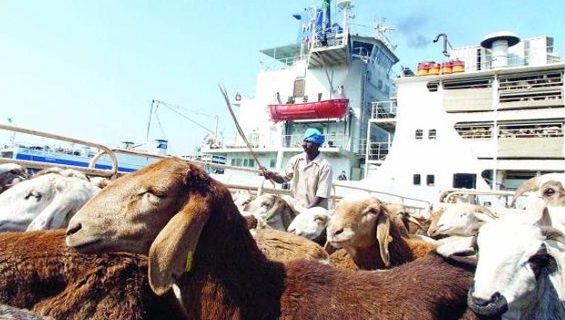 Unloading sheep from a ship at Jeddah Port, Saudi Arabia. (Asharq Al-Awsat)