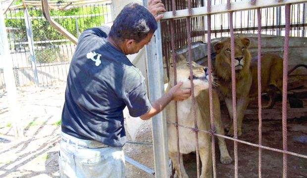 Farid Al-Hissi scratches the neck of the lioness from outside the cage housing her and a lion at the Bisan Zoo, in Beit Hanun in the Gaza Strip on August 14, 2014. (AFP Photo/Roberto Schmidt)