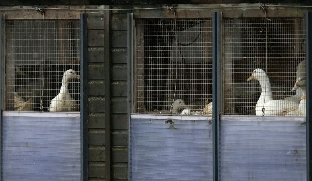 Ducks in cages are seen at a duck farm in Nafferton, northern England, in November 17, 2014. (REUTERS/Phil Noble)