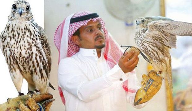 A falconer holds a white falcon, which is also pictured inset left. (Asharq Al-Awsat)