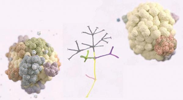Cancer tumor and next to it it's growth tree -Tissue seemingly containing cancerous cells