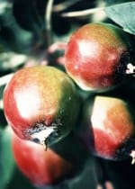 Saudi Arabia Bans the Import and Selling of Calyx