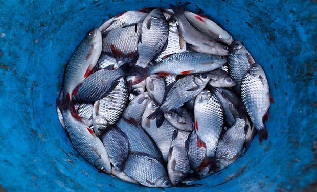 Saudi Arabia to prevent EU pork-fed fish from entry