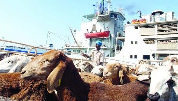 Saudi meat imports rise ahead of Ramadan
