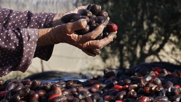 African, Arab ministers tackle food insecurity at joint summit