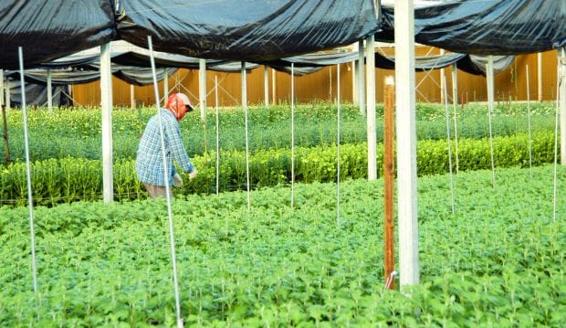 Saudi Arabia to increase investment in agriculture and global food security