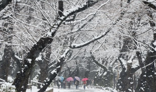Opinion: An Experience of a Lifetime in Japan