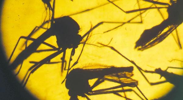 British Firm Fight Zika Virus Using Genetic Modification
