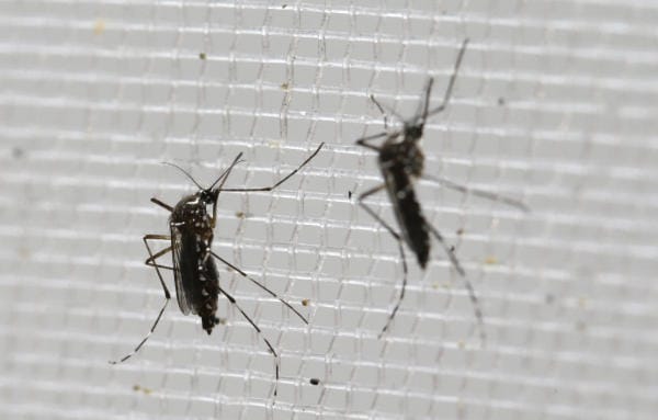 Spain Reports First Case of Zika-Related Microcephaly