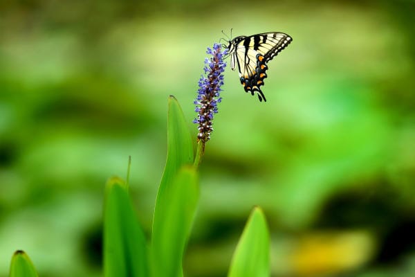 Insect and Animal Lovers Called for a Two-Day Bioblitz