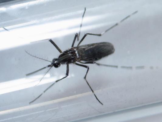 A Bipartisan Deal Funding to Fight Zika Virus