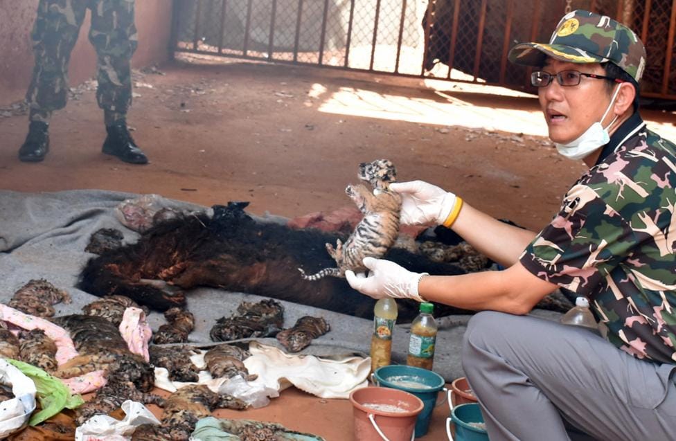 40 Tiger Cubs Found Dead in Thai Temple amid Trafficking Fears