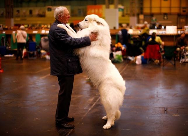 How Dogs Became Man’s Best Friend – Twice Over