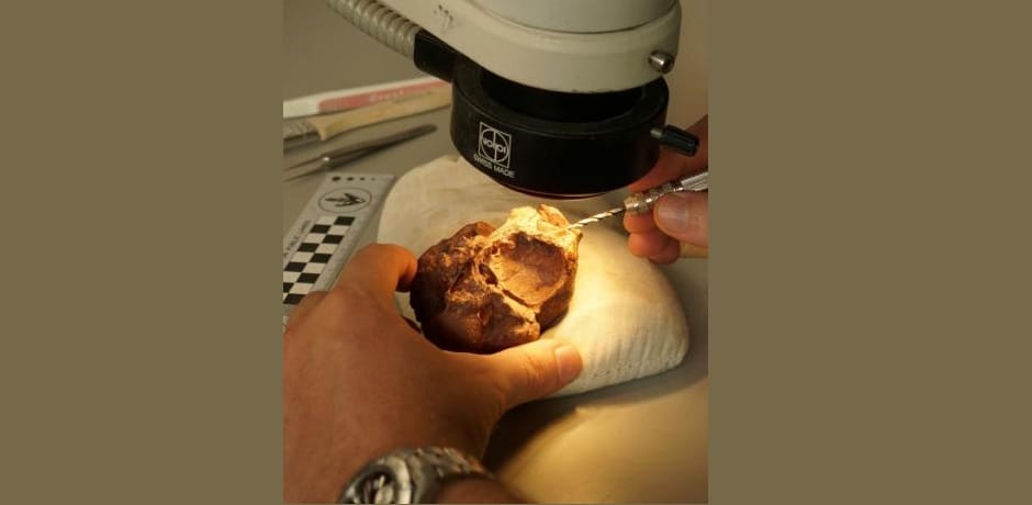 Dome-Shaped Head Reptile Roamed Texas Million Years Ago