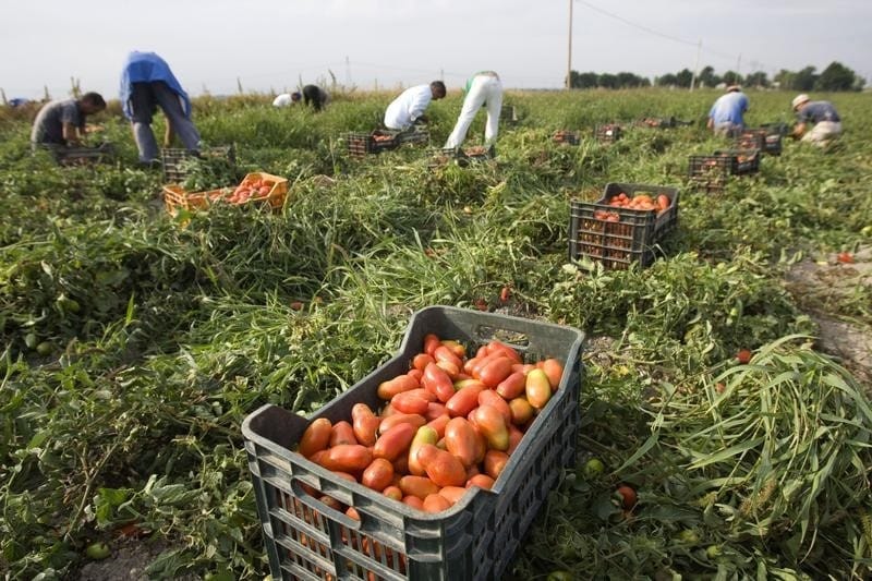 Australia to Boost Agricultural Exports to Saudi Arabia