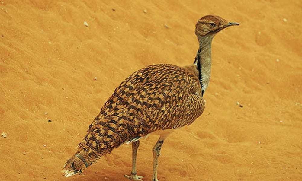 Pakistani Villagers Attack Qatari Convoy Hunting Rare Bird