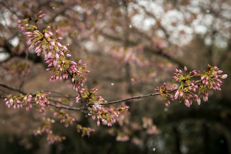 When is politics like a tree?