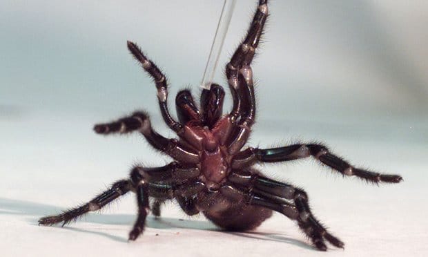 Study: Spiders Eat Annually More than All Humans Put Together