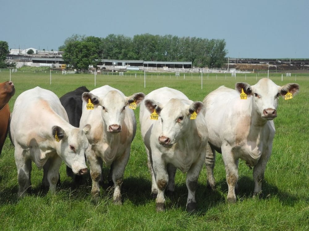 Cows Enjoy Maternity Leave in Germany