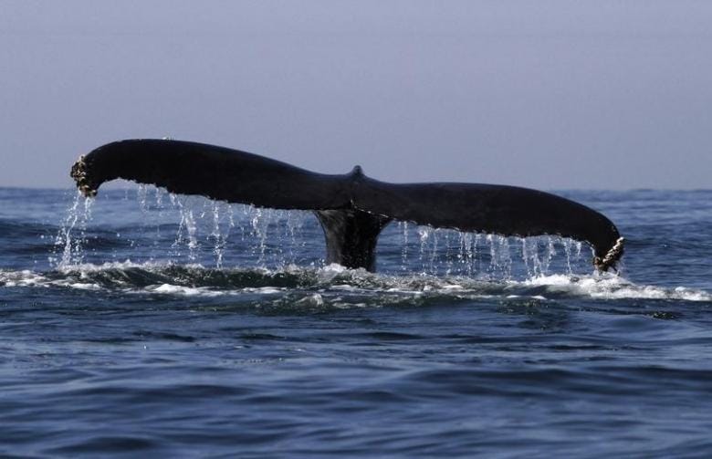 Baby Whales ‘Whisper’ to Mothers for Protection