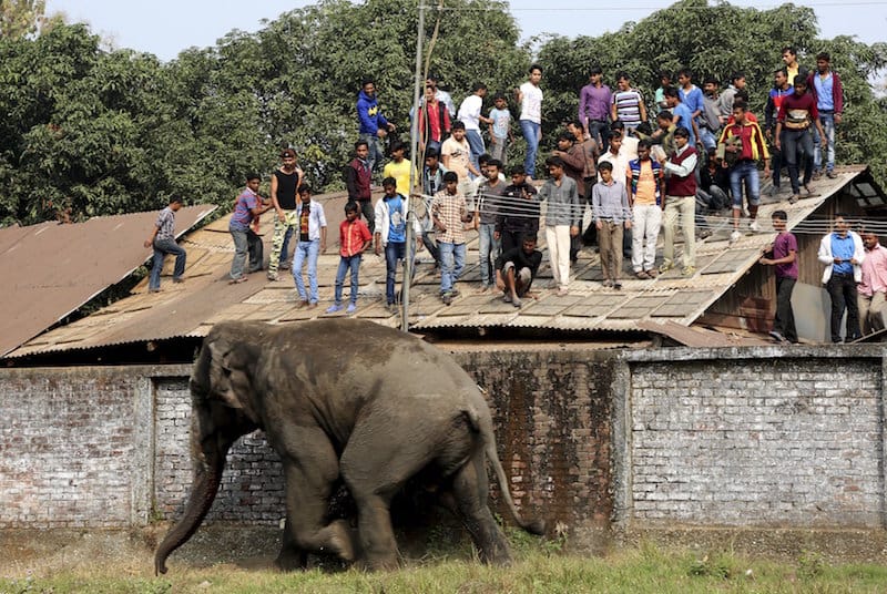 Wild Elephant Kills Four in Southern India