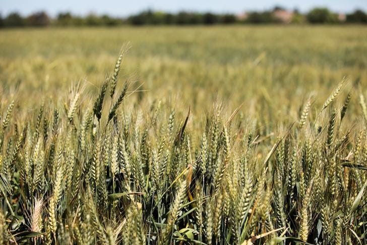 Saudi Arabia Submits Bids to Purchase 1.5 Mln Tons of Feed Barley