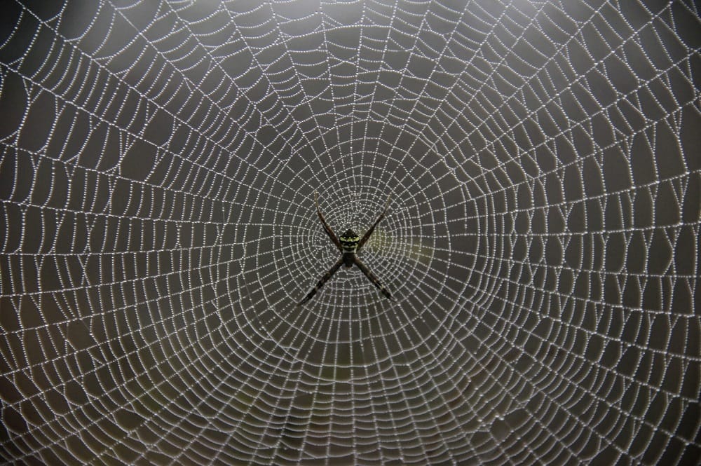 Spider Webs Can be Used in Cosmetic, Reconstructive Surgeries