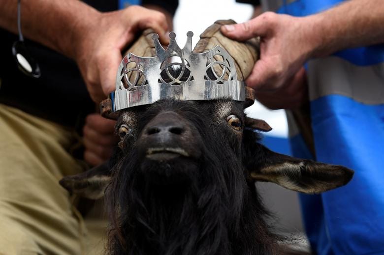 In a Remote Irish Town, a Goat Reigns Supreme