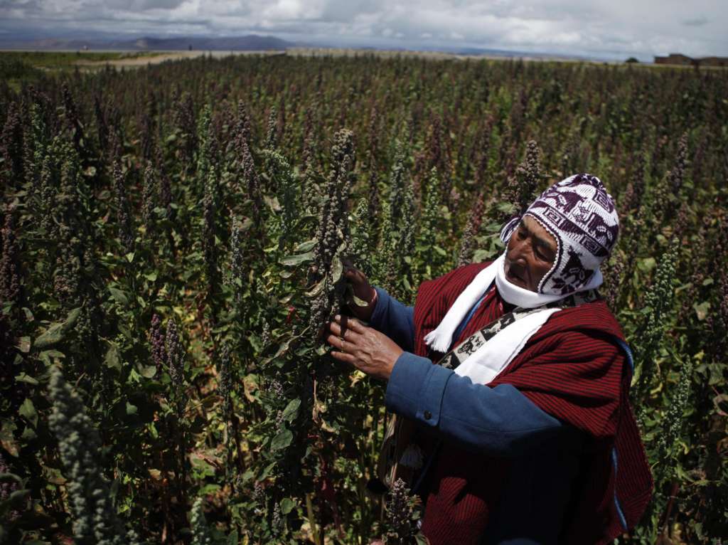 Peru Overtakes Bolivia in Quinoa Production