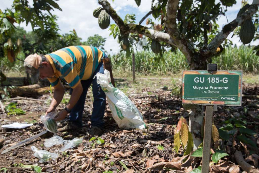 A Battle to Save the World’s Favorite Treat: Chocolate