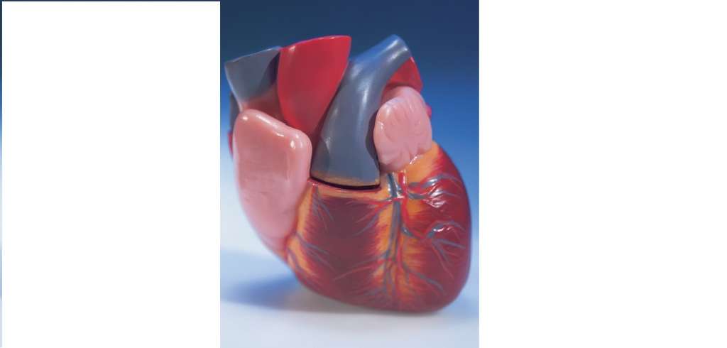 Should You Consider a Coronary Artery Calcium Scan?