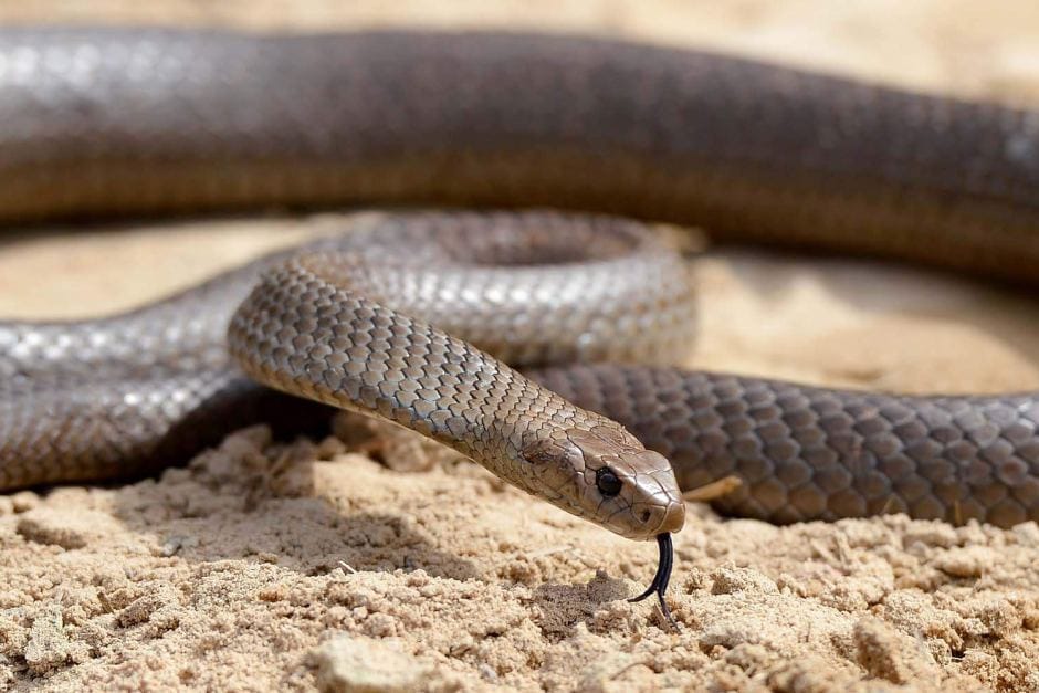 WHO Combats Snake Bites with Anti-Venom Initiatives