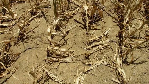 UN warns global warming changes “irreversible”