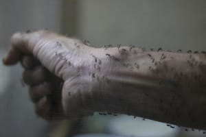 Canada Confirms Its First Sexually Transmitted Zika Case