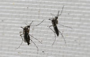 Spain Reports First Case of Zika-Related Microcephaly