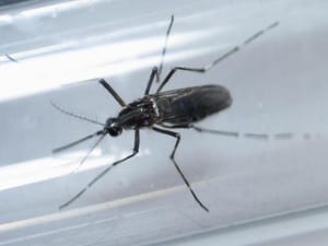 A Bipartisan Deal Funding to Fight Zika Virus