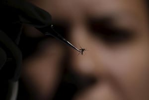 WHO Shuns Call to Shift Olympics Due to Zika