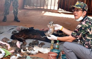40 Tiger Cubs Found Dead in Thai Temple amid Trafficking Fears