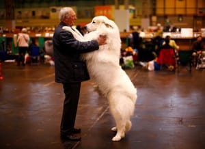 How Dogs Became Man’s Best Friend – Twice Over