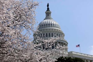 The Unbearable Idiocy of Congress