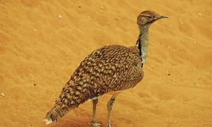 Pakistani Villagers Attack Qatari Convoy Hunting Rare Bird