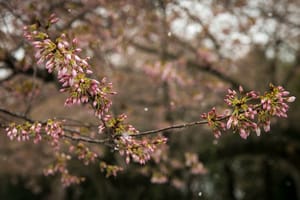 When is politics like a tree?