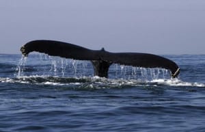 Baby Whales ‘Whisper’ to Mothers for Protection