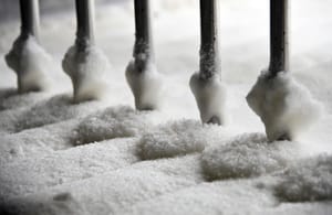 Study: ‘Genetic Brake’ on Sugar Craving