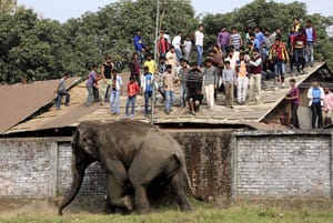 Wild Elephant Kills Four in Southern India